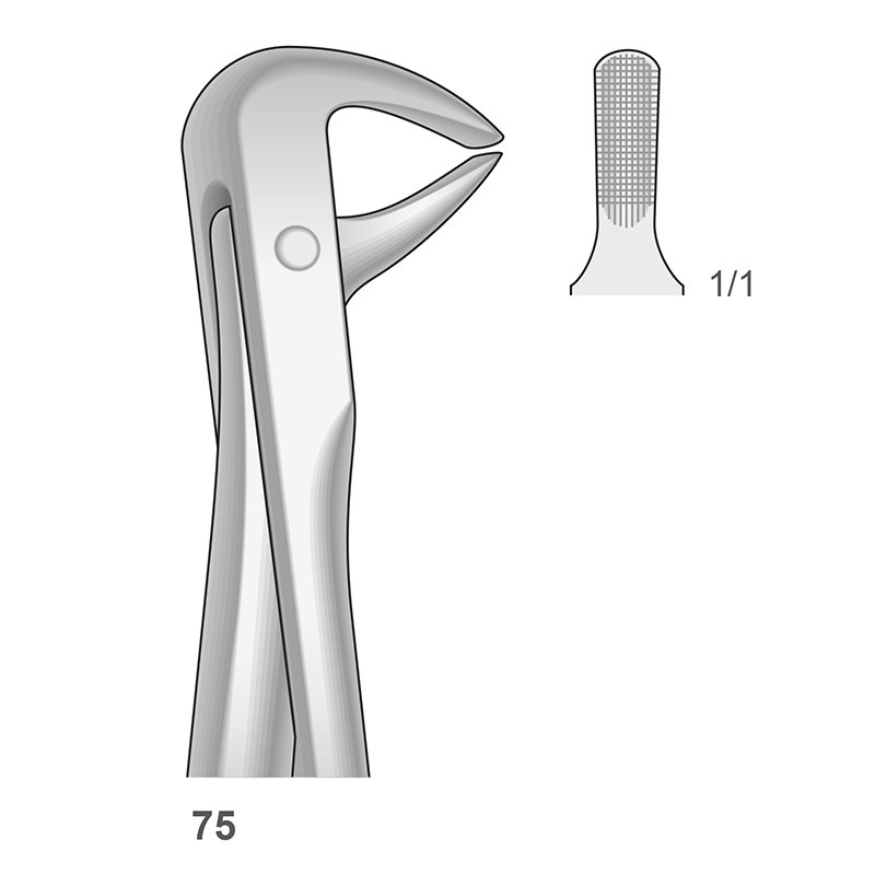 Forceps n 75 Bontempi - Canino y premolar inferior