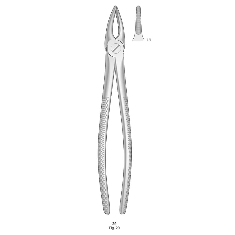 Forceps n 29 Bontempi - Para raices superiores