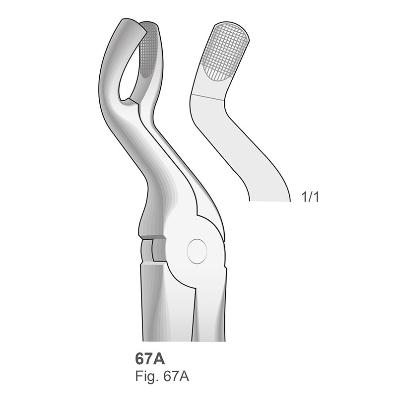 Forceps n 67-A Bontempi - Octavo superior