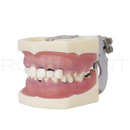 Tipodonto de periodoncia con articulador Bader - 